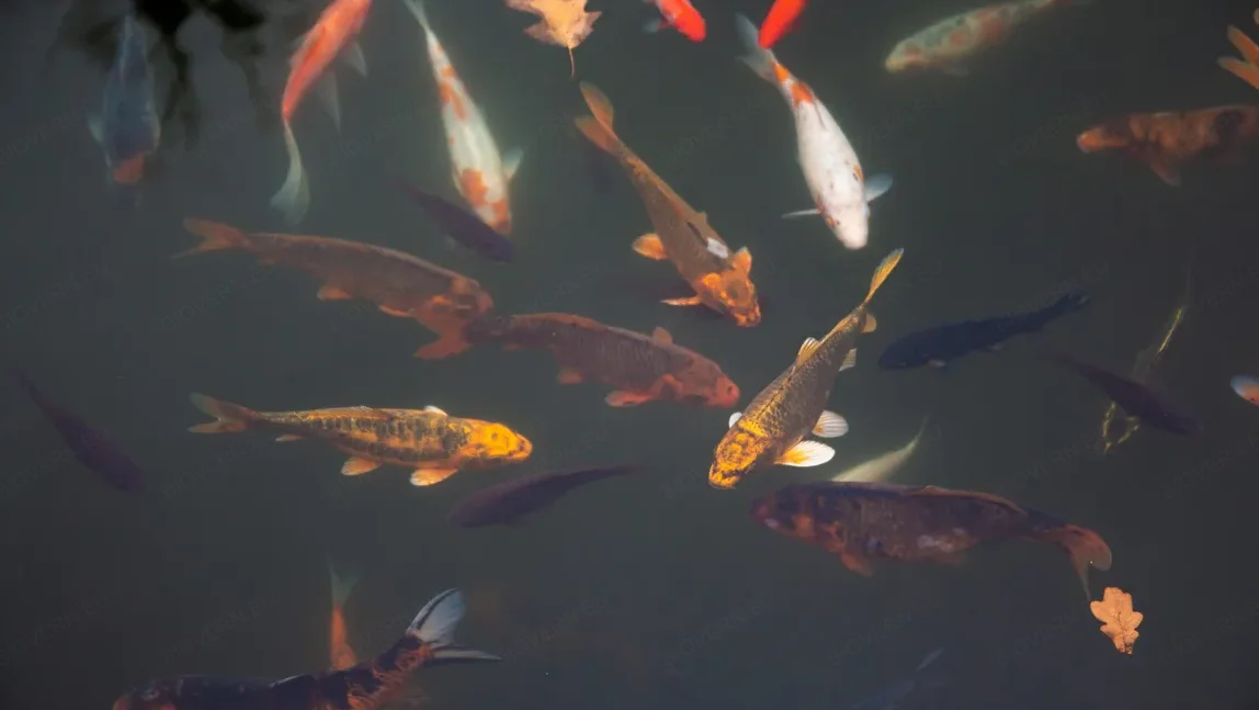 How to Maintain a Healthy Pond Ecosystem Naturally